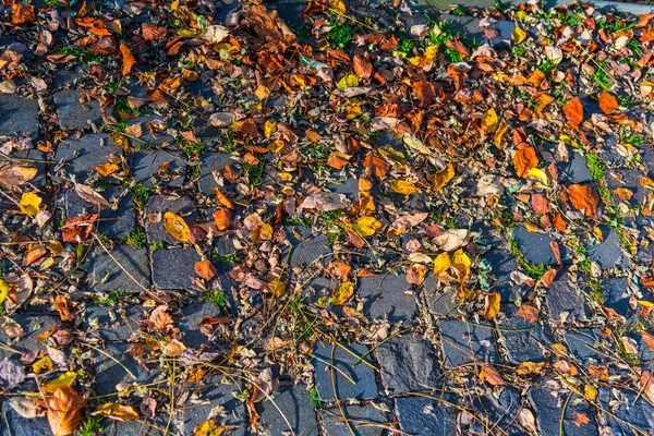 Herfstbladeren Grond — Stockfoto