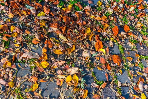 Herfstbladeren Grond — Stockfoto