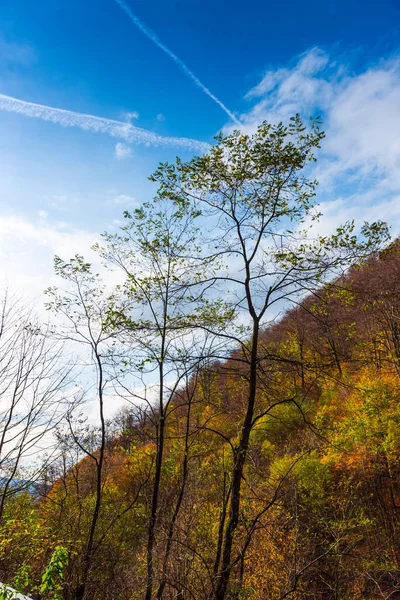 Uitzicht Het Bos Bergen — Stockfoto