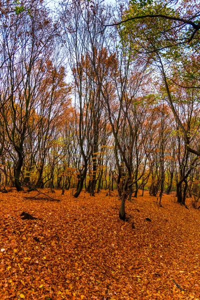 Outono Paisagem Floresta — Fotografia de Stock