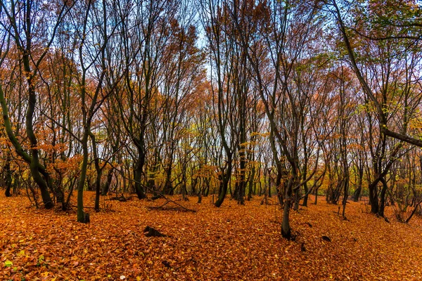 Осень Парке — стоковое фото