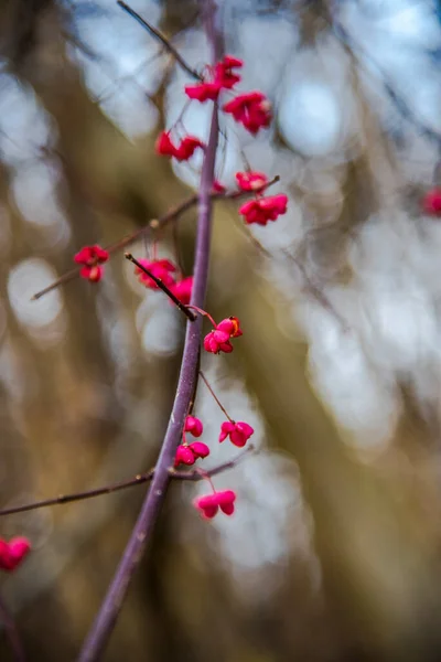 Bacche Rosse Ramo Nella Primavera — Foto Stock