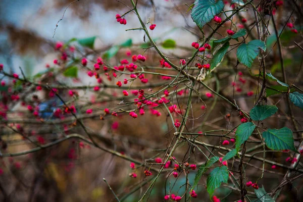 Autumn Wild Fruits Forest — Stock Photo, Image