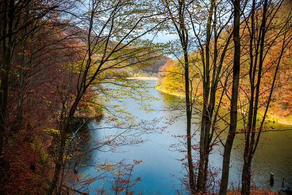 Podzimní Krajina Stromy Jezerem — Stock fotografie