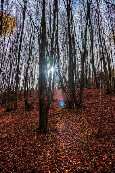 Paesaggio Autunnale Con Alberi Foglie — Foto Stock