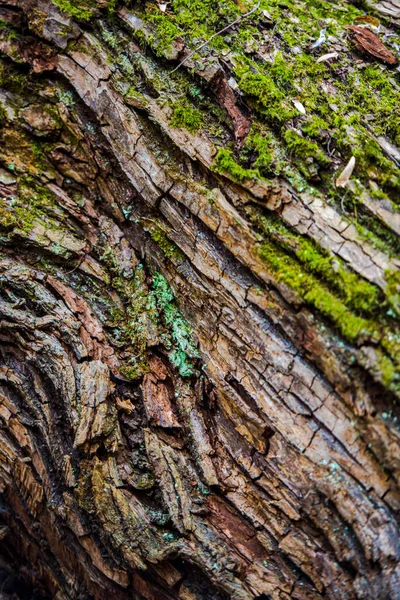 Ormanda Ağaç Kabuğu Dokusu — Stok fotoğraf