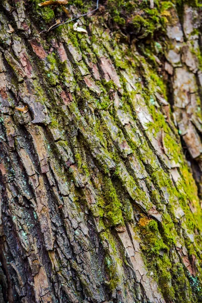 Textura Corteza Árbol Viejo —  Fotos de Stock