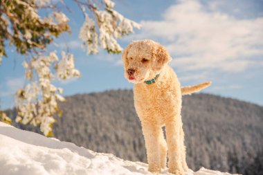 Kışın golden retriever köpeği