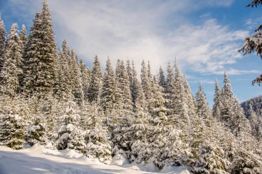 Karpatya dağlarında kış manzarası