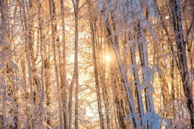 Karpat Dağları, Predeal ve Romanya 'da taze karla kaplı kış ağaçları