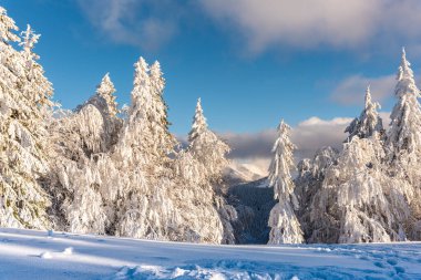 Karla kaplı ağaçlarla kaplı kış manzarası 