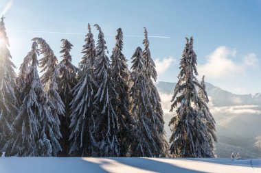Karla kaplı ağaçlarla kaplı kış manzarası 