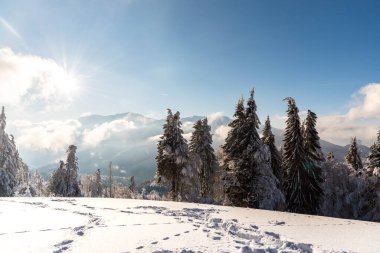 Karla kaplı ağaçlarla kaplı kış manzarası 