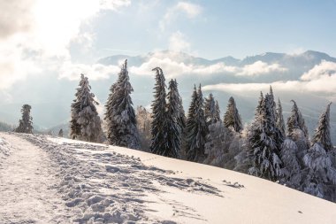 Karla kaplı ağaçlarla kaplı kış manzarası 