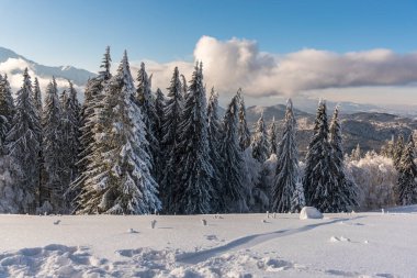 Karla kaplı ağaçlarla kaplı kış manzarası 