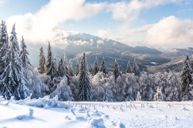 Karla kaplı ağaçlarla kaplı kış manzarası 