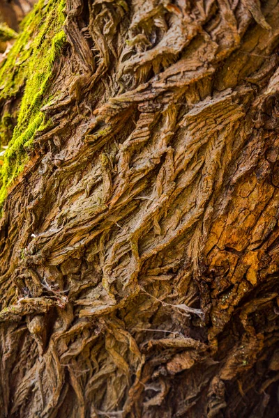 Primer Plano Una Planta Verde —  Fotos de Stock