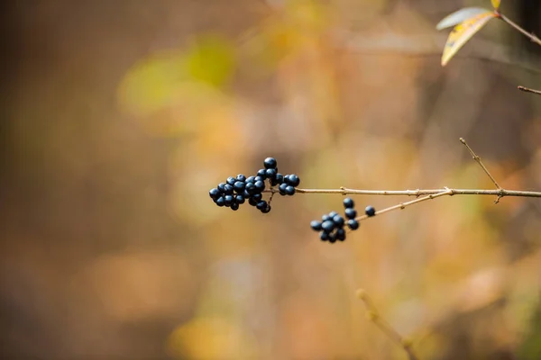 森の中の野生の秋の果物 — ストック写真