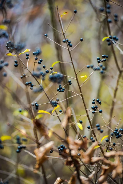 Primo Piano Fiori Gialli — Foto Stock