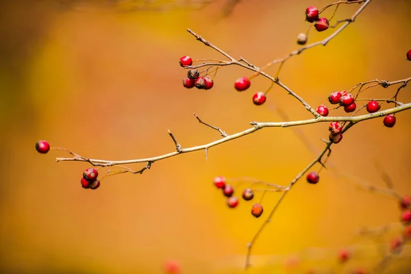 Sfondo Autunnale Con Bacche Rosse Foglie — Foto Stock