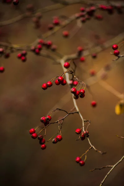 Albero Natale Rosso Bianco Con Neve — Foto Stock