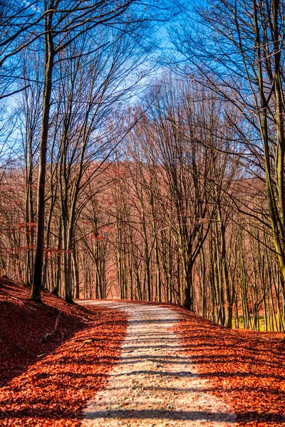 Sentier Dans Forêt Automne Vue Panoramique — Photo