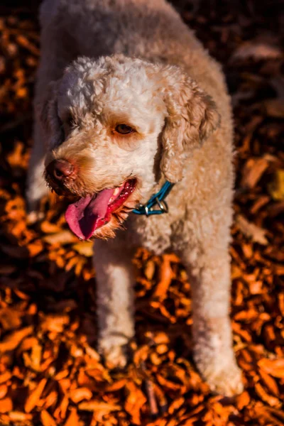 Cane Carino All Interno Della Foresta — Foto Stock