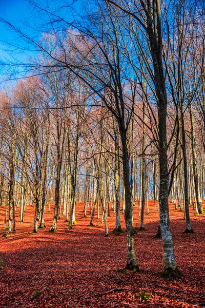 秋の森の景色の道 — ストック写真