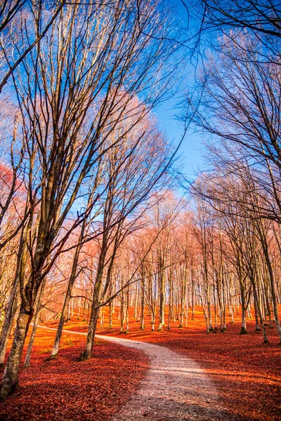 Sentiero Nel Bosco Autunnale Vista Panoramica — Foto Stock