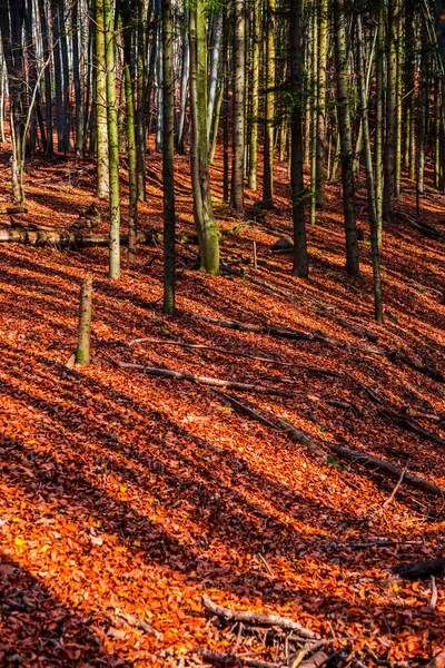 Floresta Outono Com Folhas Vermelhas Outono — Fotografia de Stock