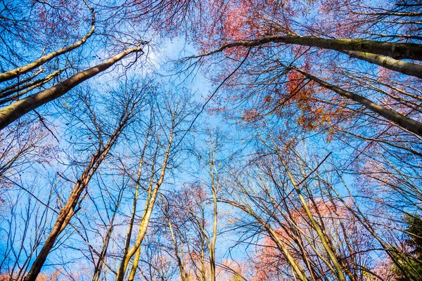 Corona Degli Alberi — Foto Stock