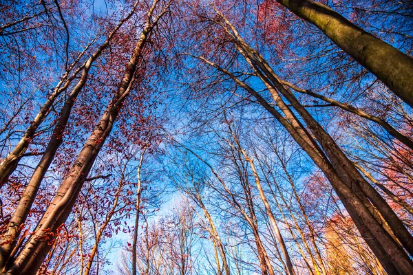 Corona Degli Alberi — Foto Stock