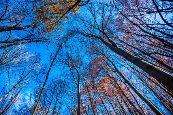 Corona Degli Alberi — Foto Stock