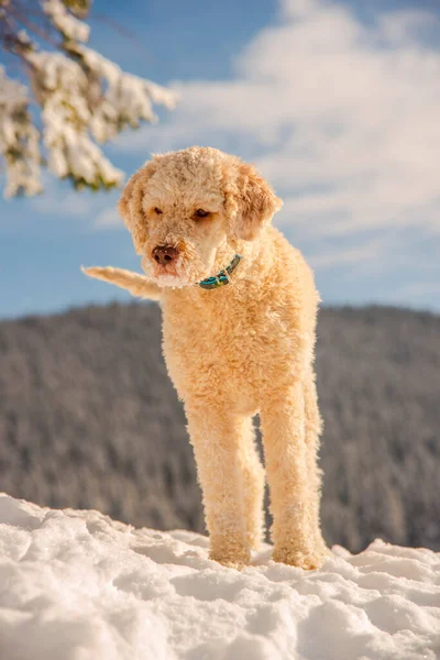 Hund Spielt Schnee — Stockfoto