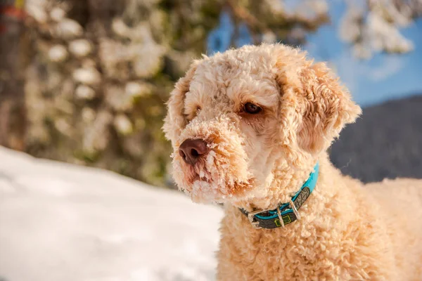 Niedliche Mops Welpen Auf Einem Schnee Winter — Stockfoto