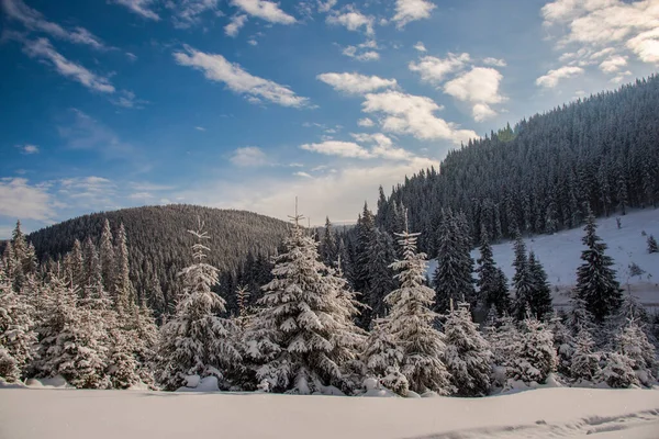 Vista Bosque Invierno Con Árboles Cubiertos Nieve — Foto de Stock