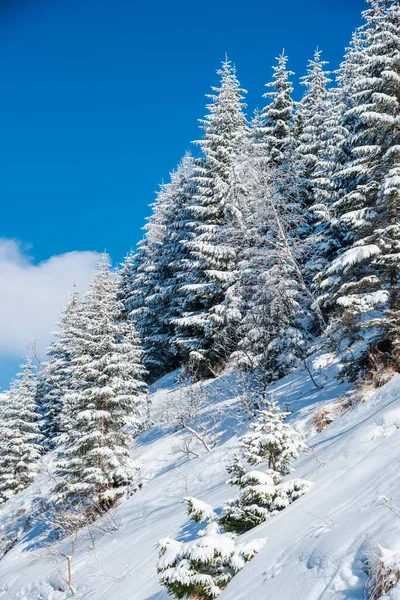 Paisaje Invernal Las Montañas Cárpatas — Foto de Stock