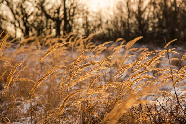 Matin Hiver Dans Les Montagnes — Photo