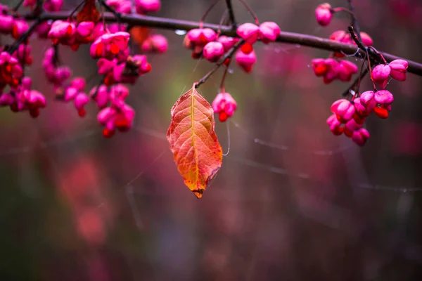 Rosa Blüten Zweig Aus Nächster Nähe — Stockfoto