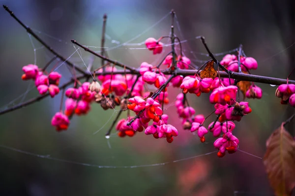 가지를 가까이 분홍빛 — 스톡 사진