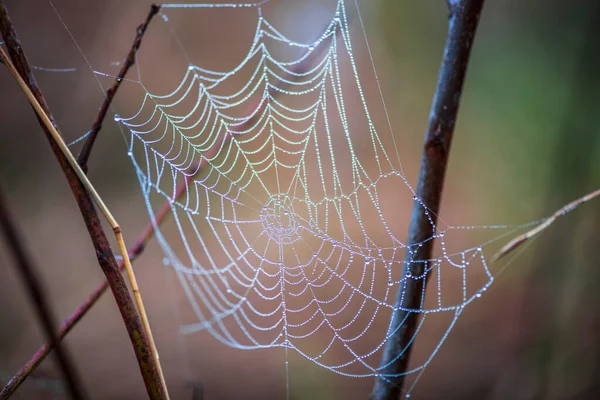 Spinnenweb Planten — Stockfoto