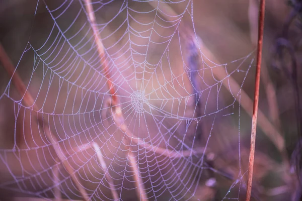 Toile Araignée Sur Les Plantes — Photo