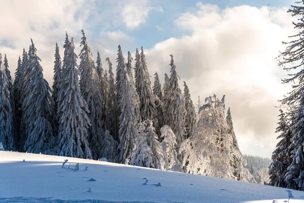Árboles Invierno Con Nieve Fresca Las Montañas Los Cárpatos Predeal — Foto de Stock