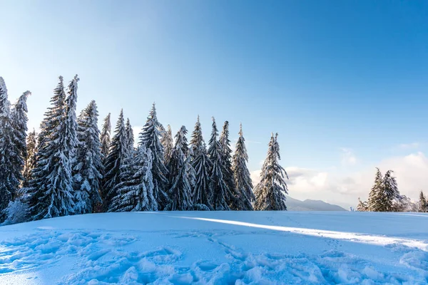 Árboles Invierno Con Nieve Fresca Las Montañas Los Cárpatos Predeal — Foto de Stock