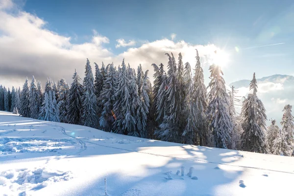 Paisaje Invernal Con Árboles Cubiertos Nieve — Foto de Stock