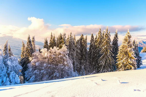 Paisaje Invernal Con Árboles Cubiertos Nieve — Foto de Stock