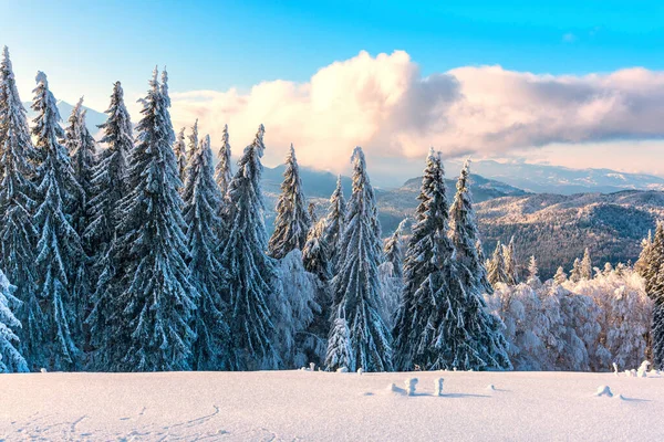 Paisaje Invernal Con Árboles Cubiertos Nieve — Foto de Stock