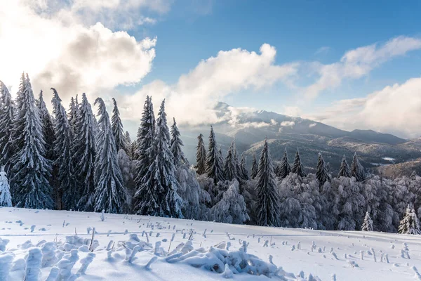 Paisaje Invernal Con Árboles Cubiertos Nieve — Foto de Stock