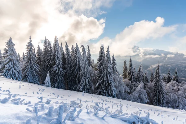 Paisaje Invernal Con Árboles Cubiertos Nieve — Foto de Stock