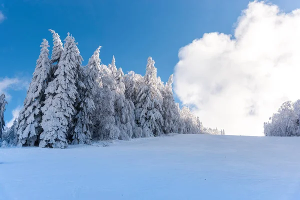 Paisaje Invernal Con Árboles Cubiertos Nieve — Foto de Stock